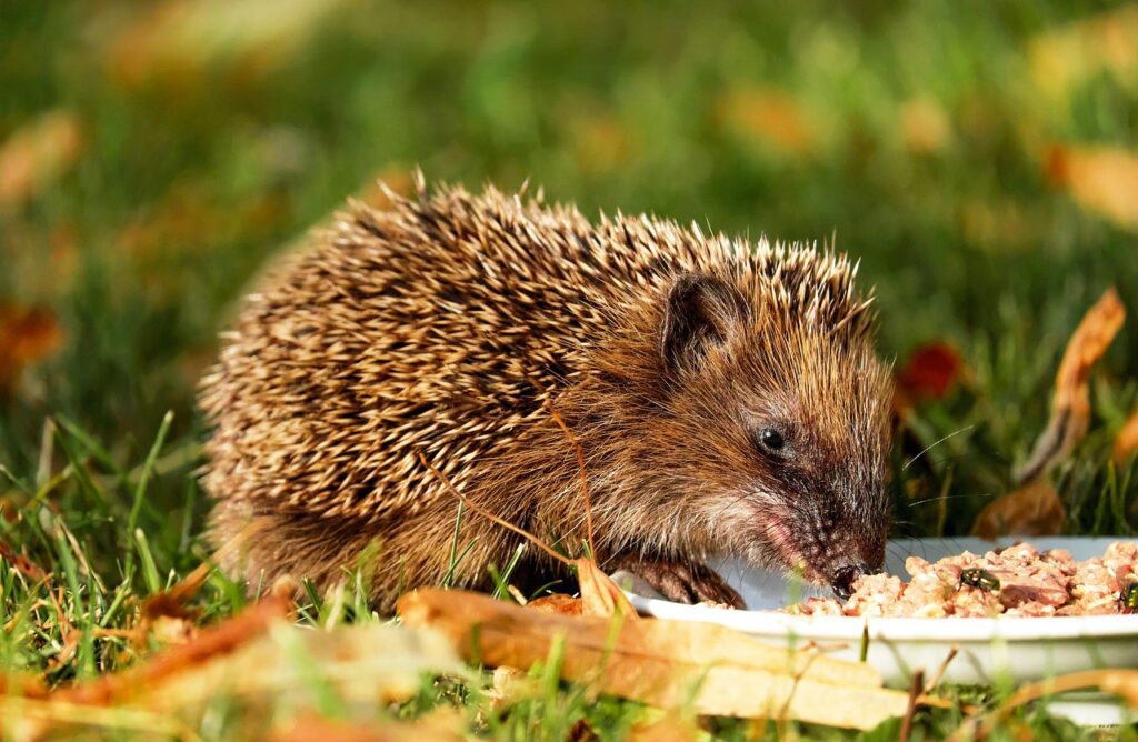 食事宅配のサブスクはどのように利用できるのか？