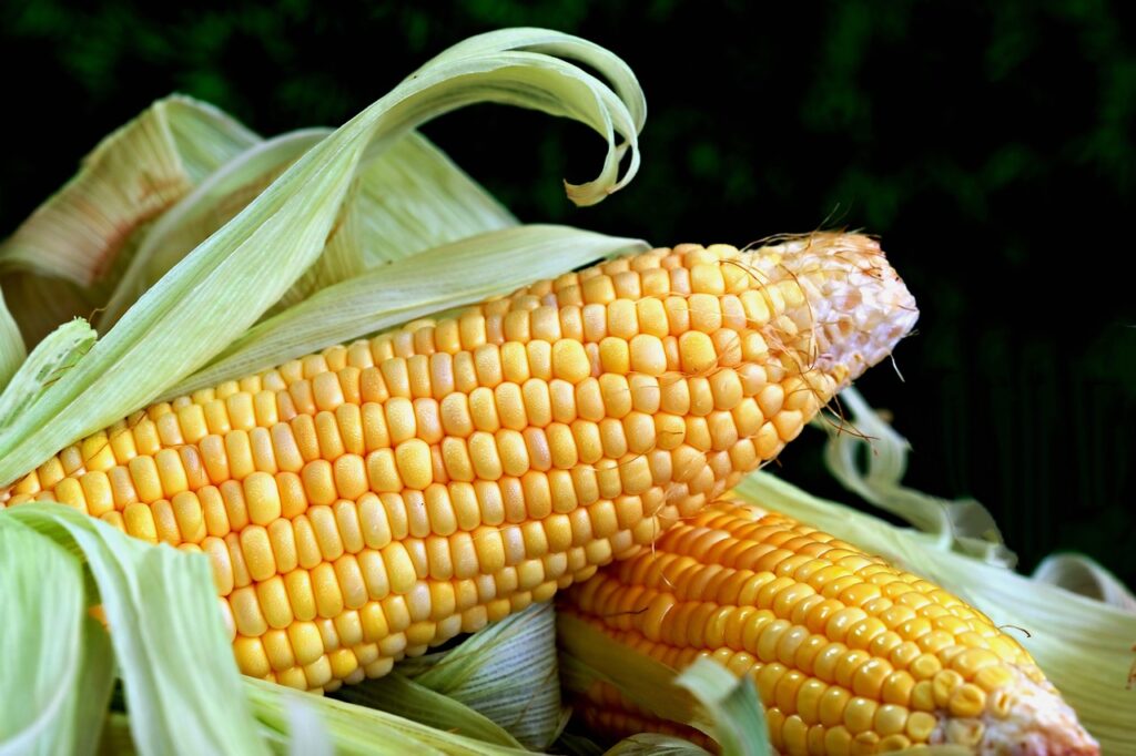 食物繊維が多い野菜はどれ？