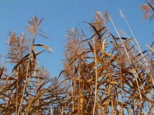 ヨシケイのカットミールに関する口コミはどこで見られる？