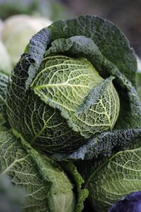 坂ノ途中の野菜セットの中身はどんなものが入っているの？
