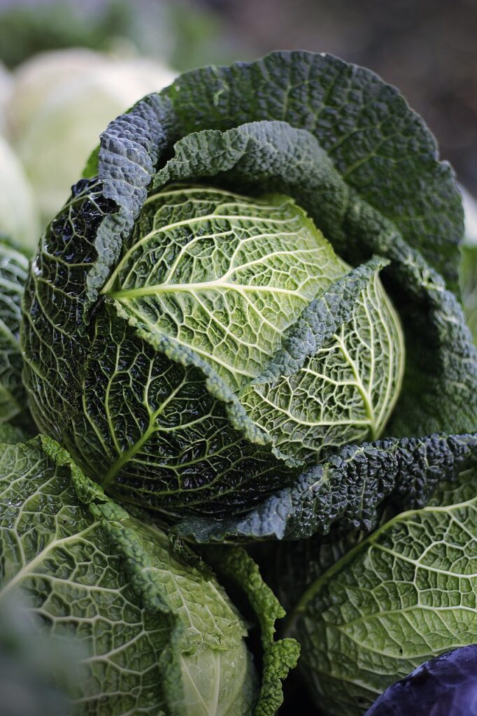 坂ノ途中の野菜セットの中身はどんなものが入っているの？