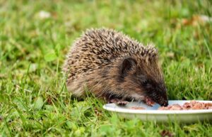 安い食事を宅配で楽しむ一人暮らしのおすすめは？