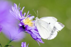 腸活ごはんを宅配で楽しむ女性におすすめのメニューは？