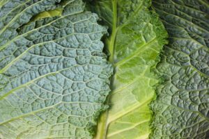 野菜が多い冷凍弁当は女性におすすめの健康食なの？